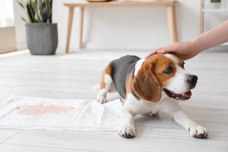 sangue na urina dos cães_1 cão deitado junto de pano com urina com sangue a ser acariciado na cabeça