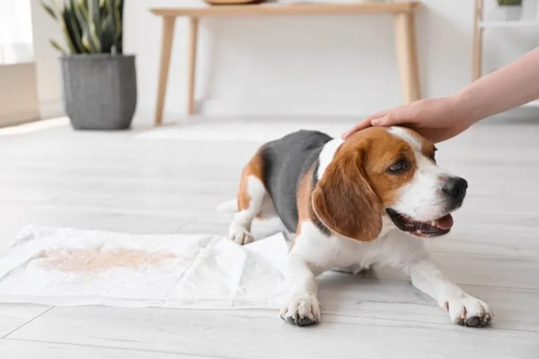 sangue na urina dos cães_1 cão deitado junto de pano com urina com sangue a ser acariciado na cabeça