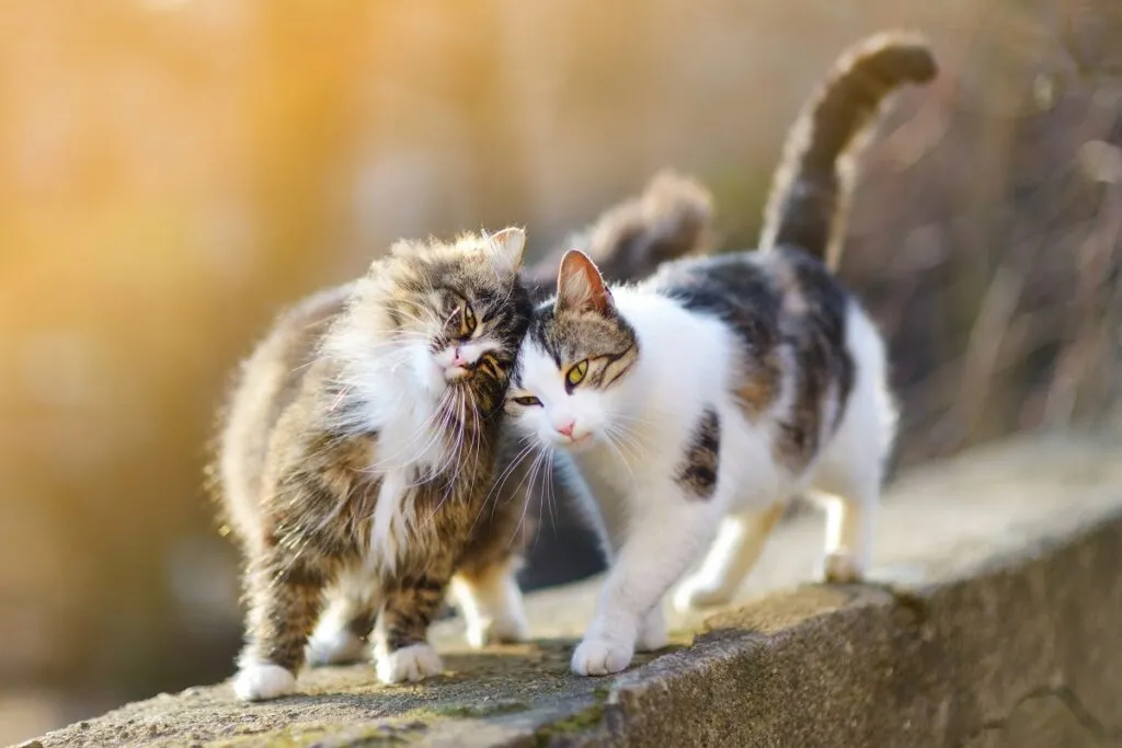 sarna em gatos_2 dois gatos em cima de muro a roçarem as cabeças