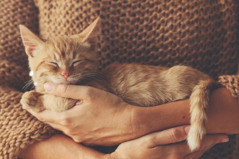 seguro para gatos_1 gatinho bege no colo de uma senhora