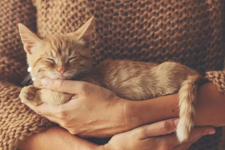 seguro para gatos_1 gatinho bege no colo de uma senhora