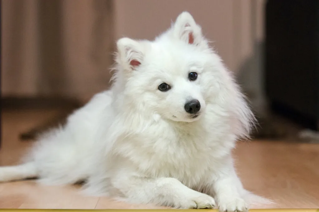 spitz japonês_2 spitz japonês branco deitado