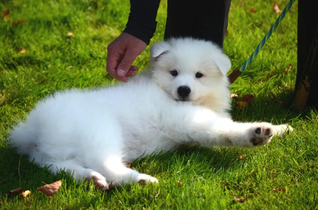 spitz japonês_3 cachorro spitz japonês branco deitado na relva
