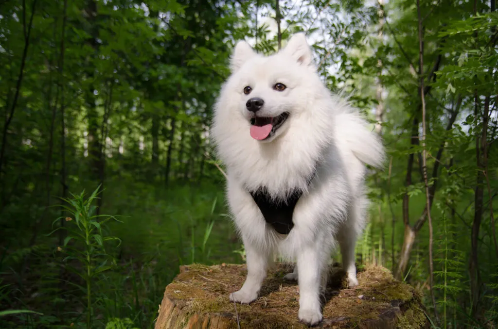 spitz japonês_4 spitz japonês branco com arnês em cima de tronco de árvore na mata