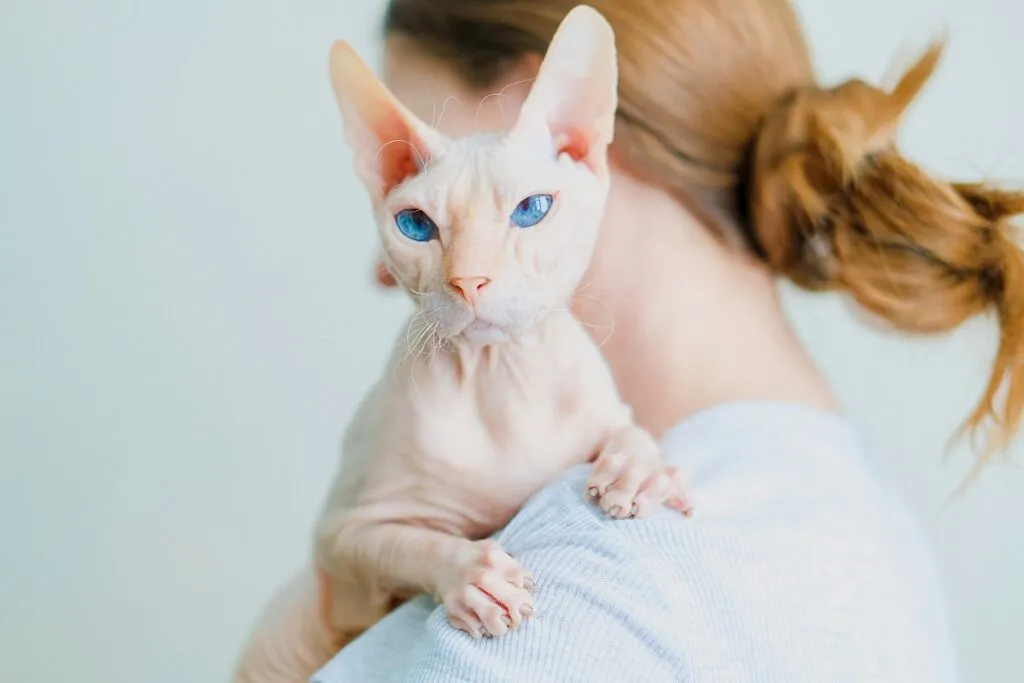 don sphynx_2 gato don sphynx branco ao colo de mulher