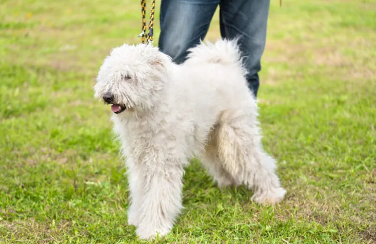komondor_1 komondor no jardim com trela