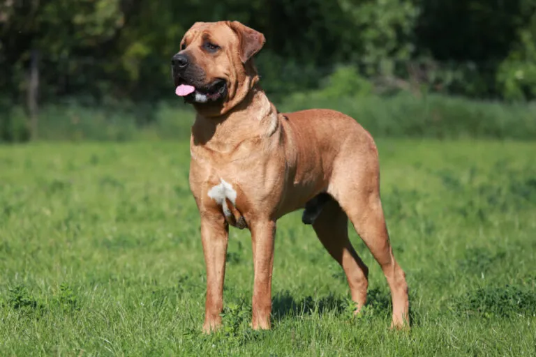 tosa inu sob quatro patas na relva, língua de fora