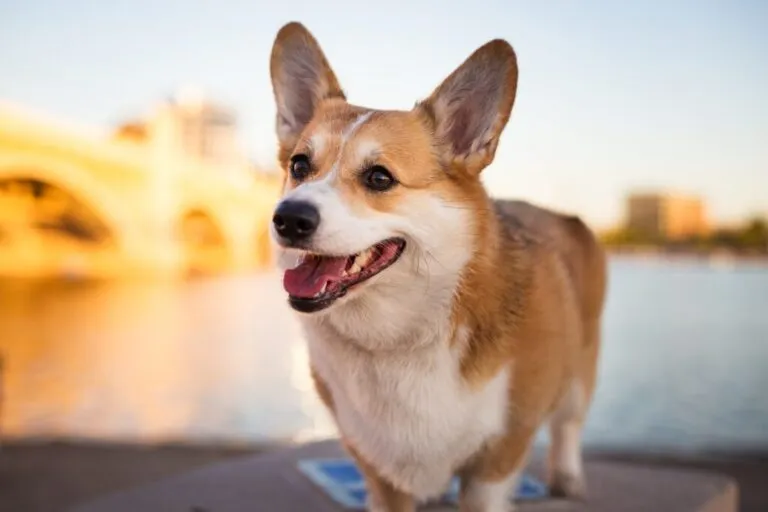 welsh corgi_1 close up de welsh corgi no exterior