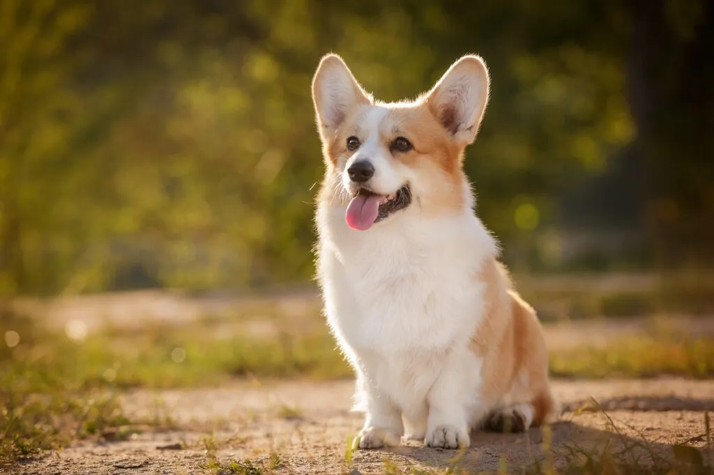 welsh corgi_2 corgi sentado no campo com a língua de fora