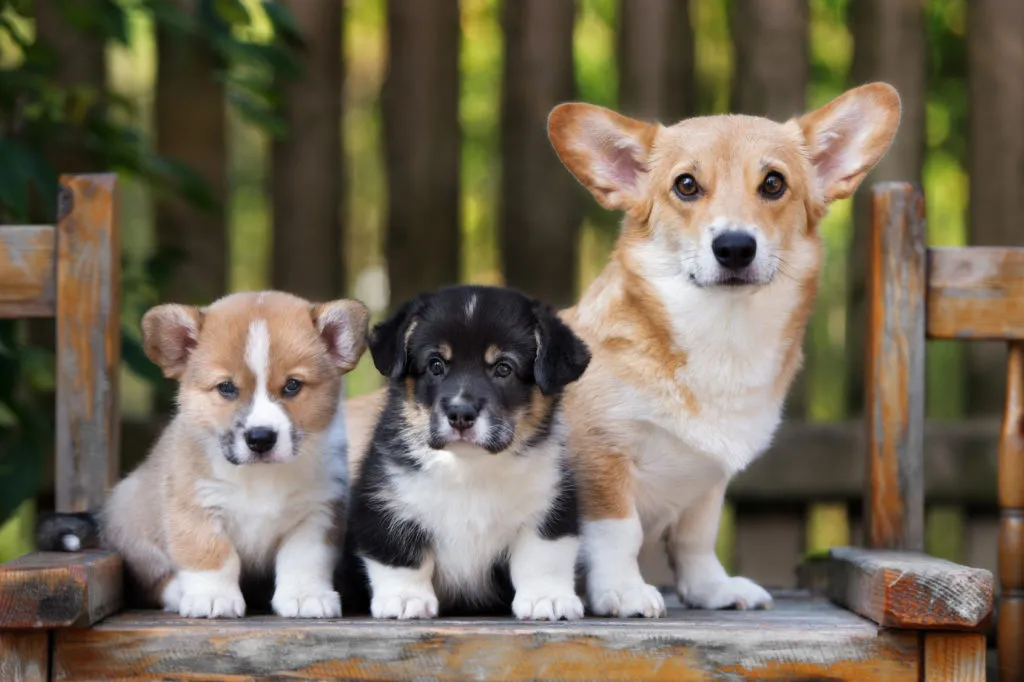 welsh corgi_3 dois cachorros corgi e um corgi adulto sentados em estrutura de madeira