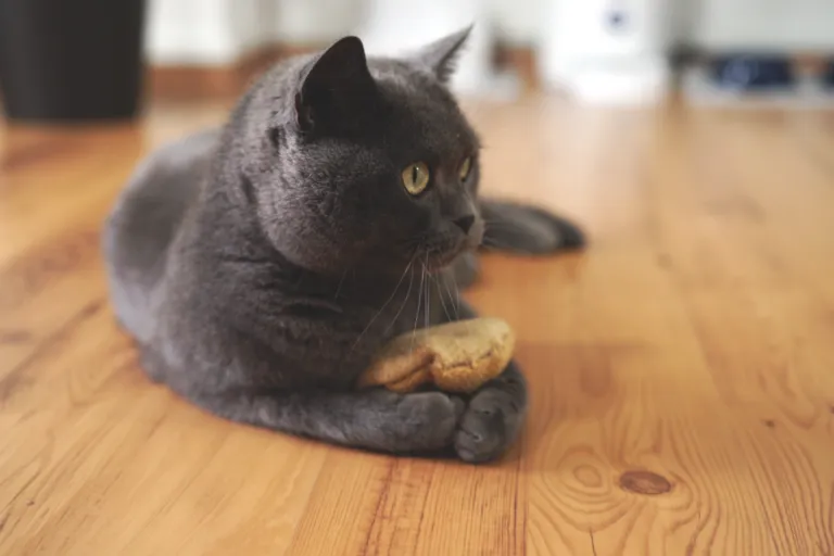 gato deitado a agarrar almofada com valeriana com as mãos