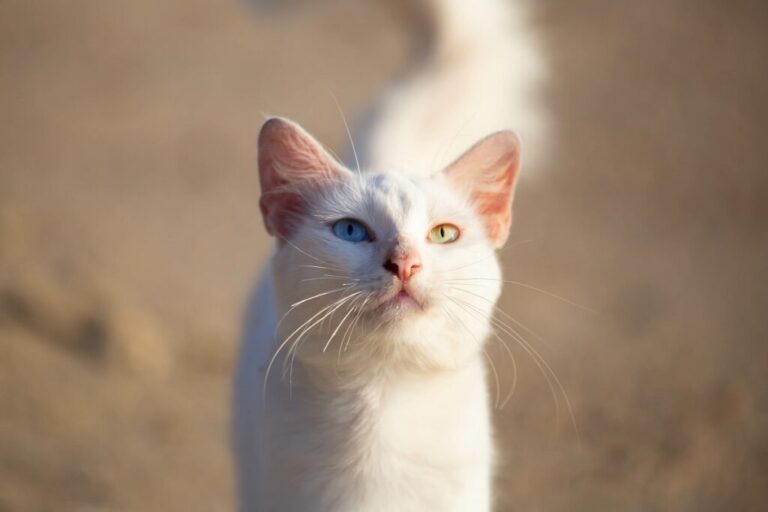 khao manee_1 gato khao manee com olhos de cores diferentes em background bege