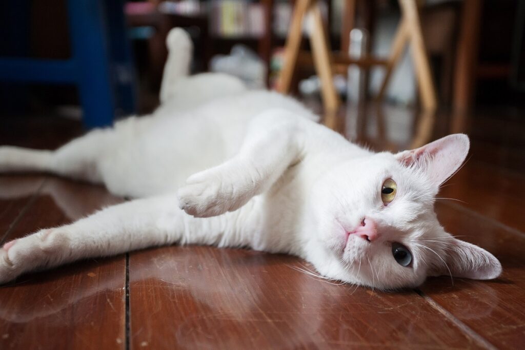 khao manee_2 gato khao manee com olhos de cores diferentes deitado no chão