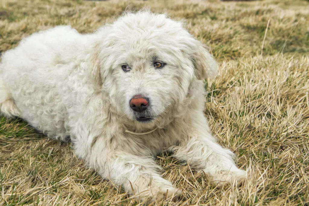 komondor_2