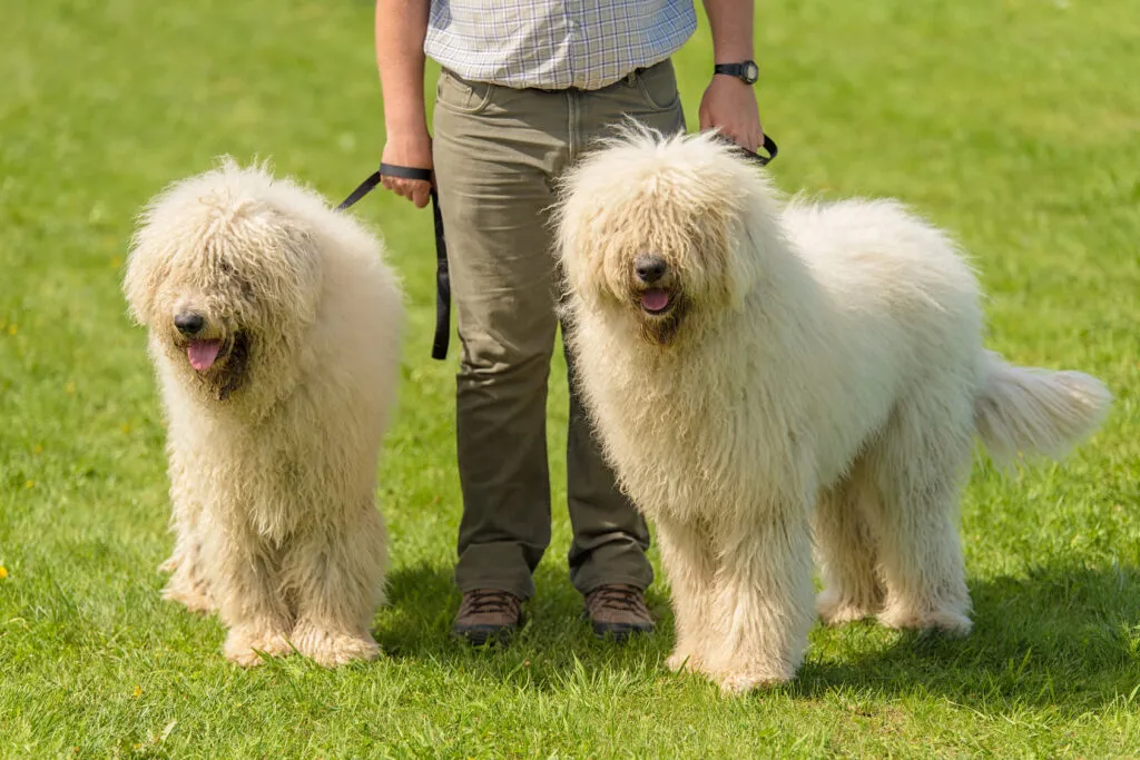 komondor_3