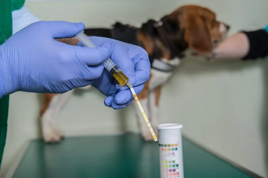 sangue na urina dos cães_2 veterinário a colocar urina em tira-teste com seringa e cão no fundo