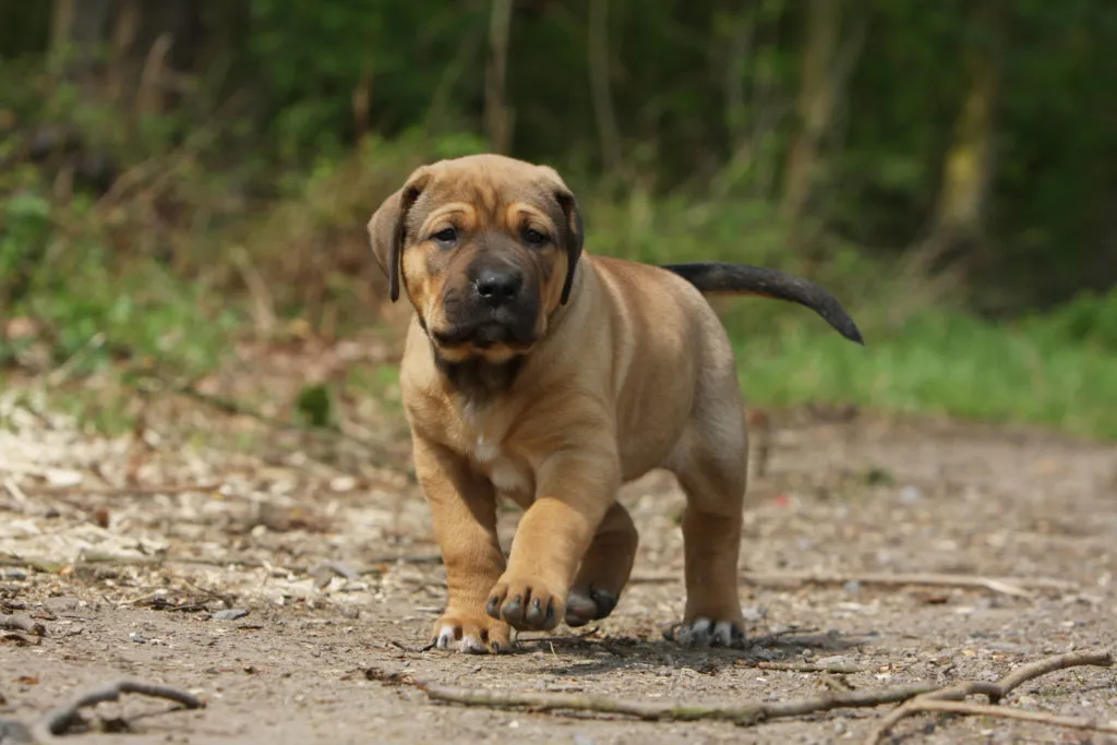 cachorro tosa inu no campo