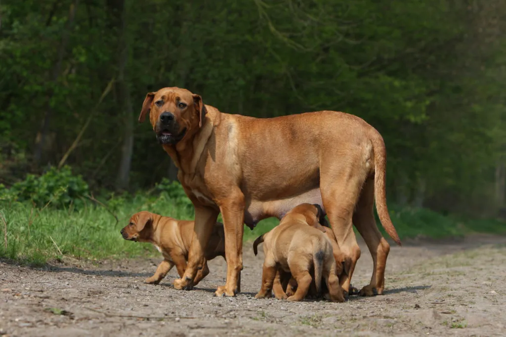 fêmea e cachorros tosa inu no campo