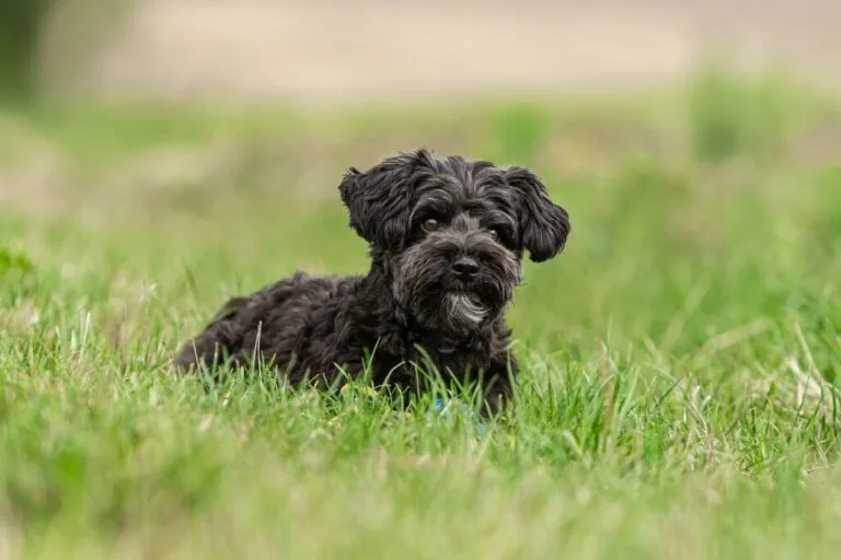 yorkiepoo_1 yorkiepoo preto na relva