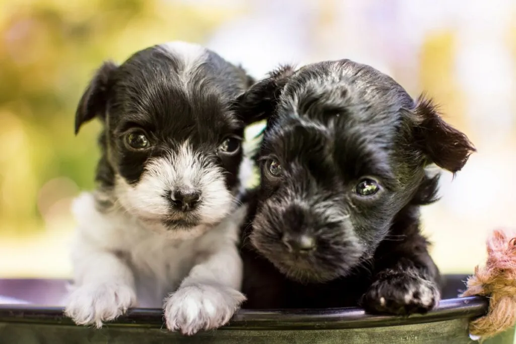 yorkiepoo_2 dois cachorros yorkiepoo