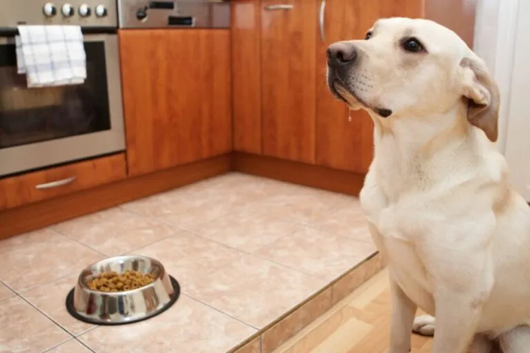 azia nos cães_1 labrador bege a salivar na cozinha com comedouro ao lado