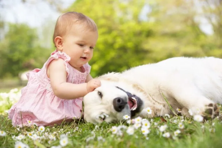 cães e bebés_1 bebé a brincar com cão deitado na relva