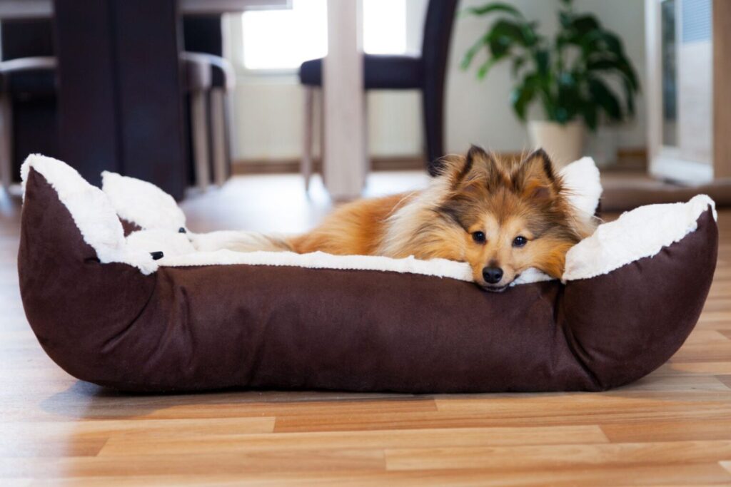 cães e bebés_3 cão deitado na sua cama
