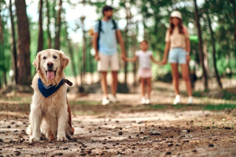 cães e crianças_1 labrador sentado na floresta com família por trás