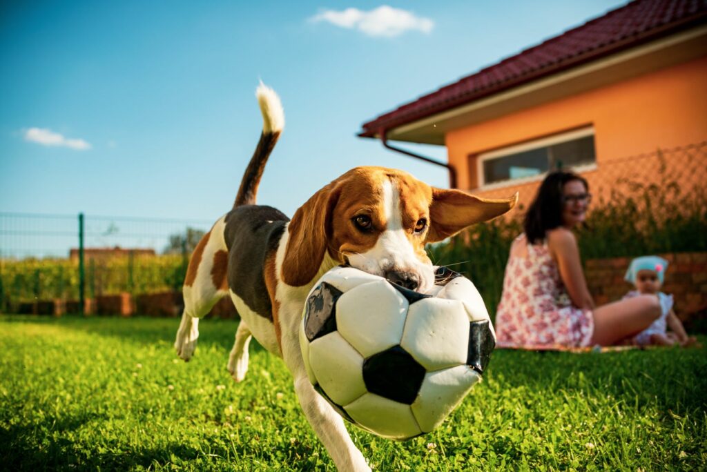 cães e crianças_3 basset a brincar no jardim com bola na boca