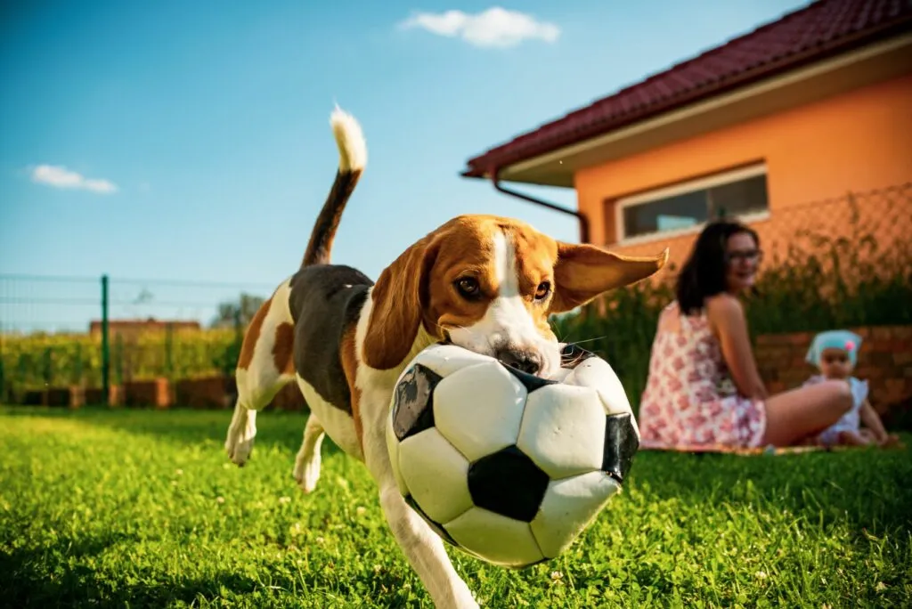 cães e crianças_3 basset a brincar no jardim com bola na boca