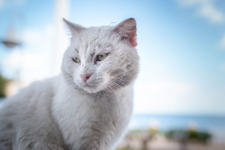 gato branco com cancro de pele