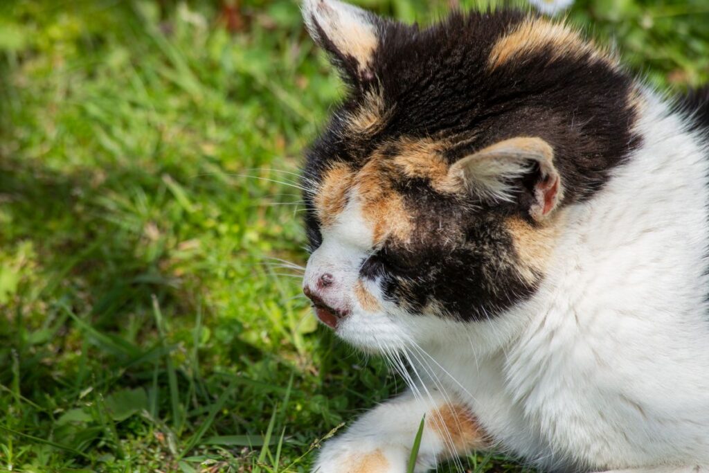 cancro da pele em gatos_2 gato tricolor com cancro de pele no nariz