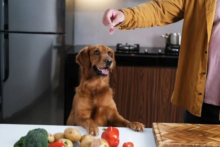 comida caseira para cães_1 cão na cozinha com patas em cima da mesa a receber carne do dono