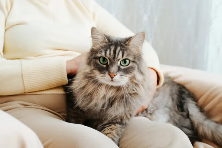 gato sentado ao colo de pessoa a ser acariciado