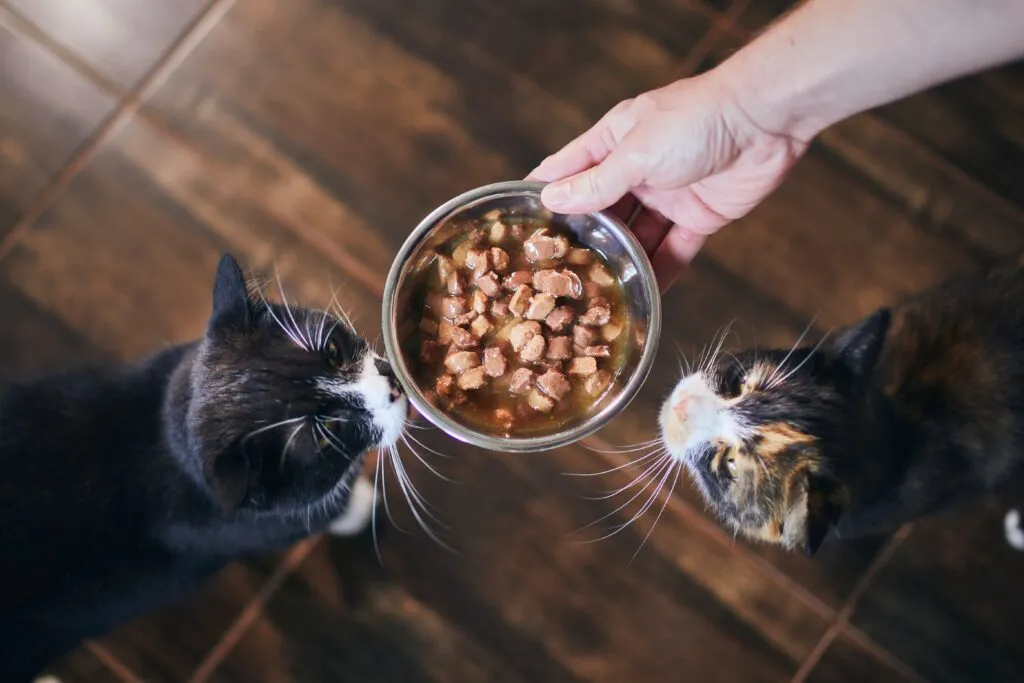 dois gatos a receberem tigela com comida húmida