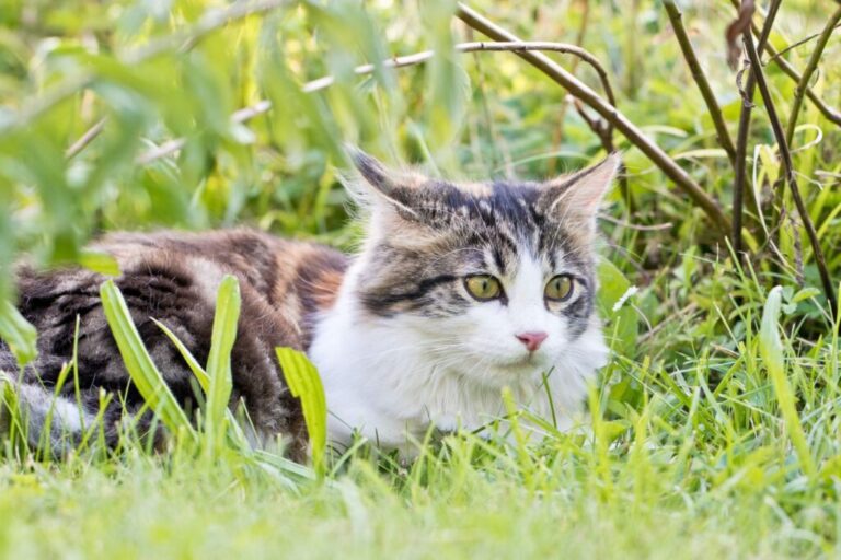 gato deitado na relva