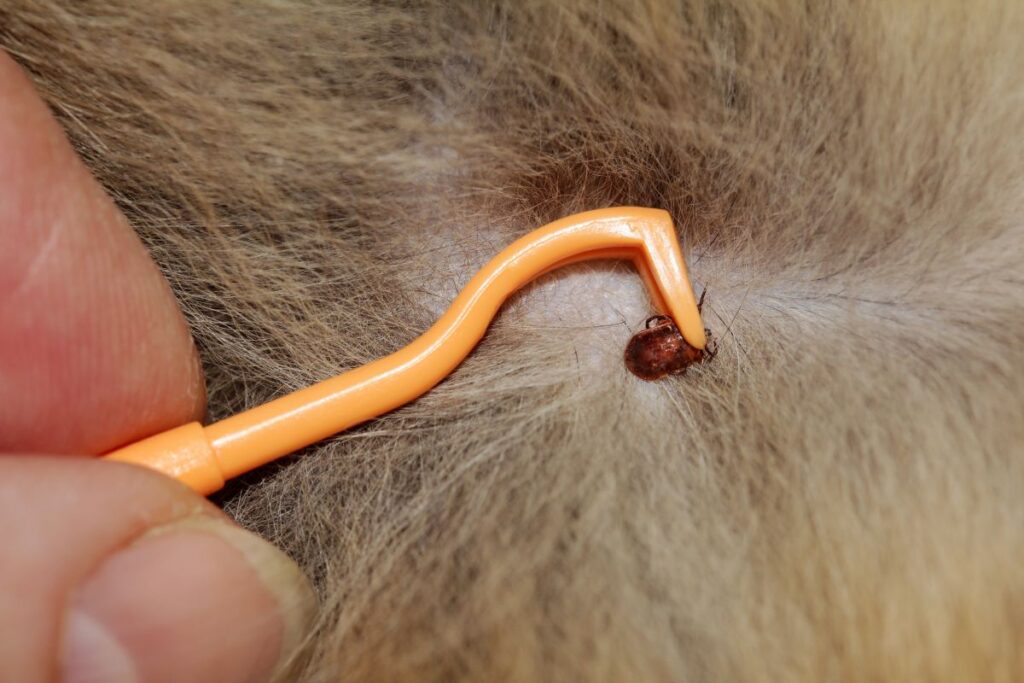 doença de Lyme em gatos_2