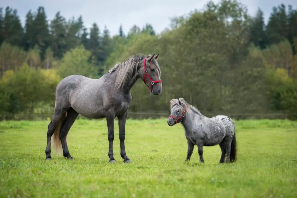 pónei e um cavalo grande num prado verde