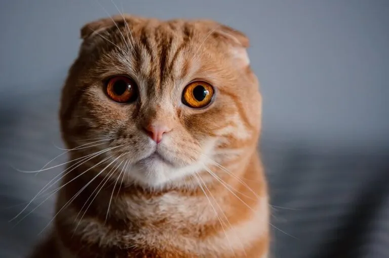 reprodução seletiva em gatos_1 close up de gato scottish fold