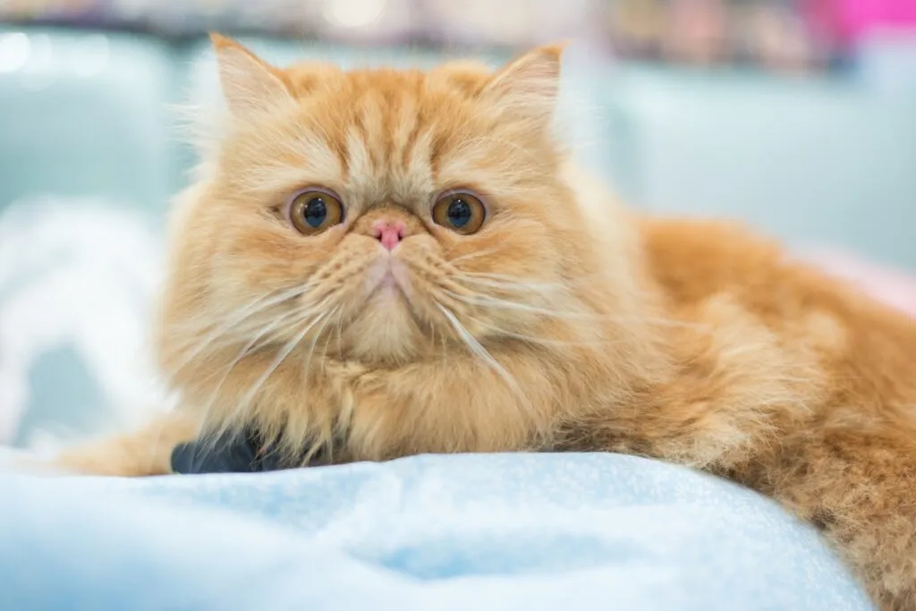 close up de gato persa com cabeça muito pequena