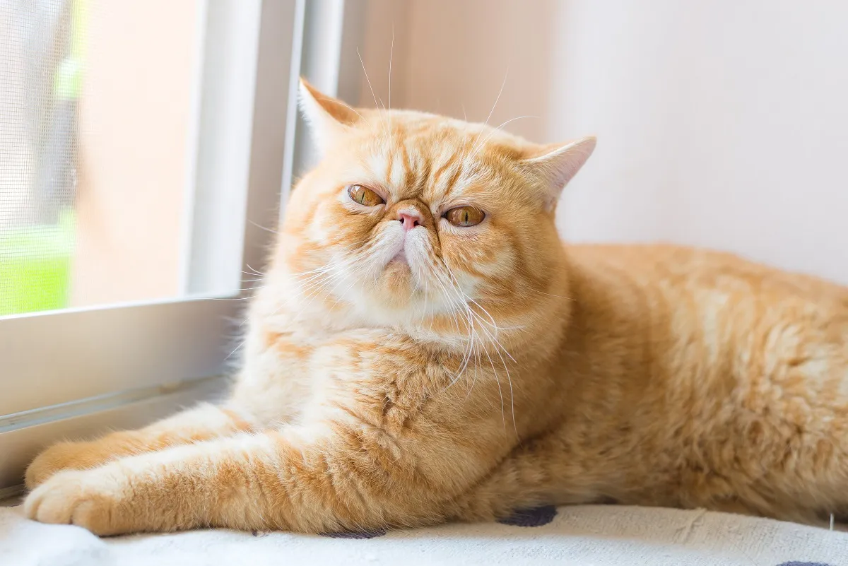 gato exótico de pelo curto com cabeça muito pequena