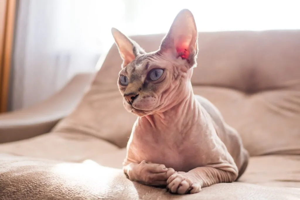 reprodução seletiva em gatos_4 gato sphynx deitado em sofá