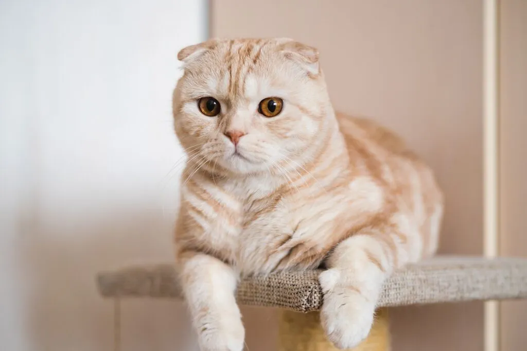 reprodução seletiva em gatos_5 gato scottish fold com orelhas dobradas