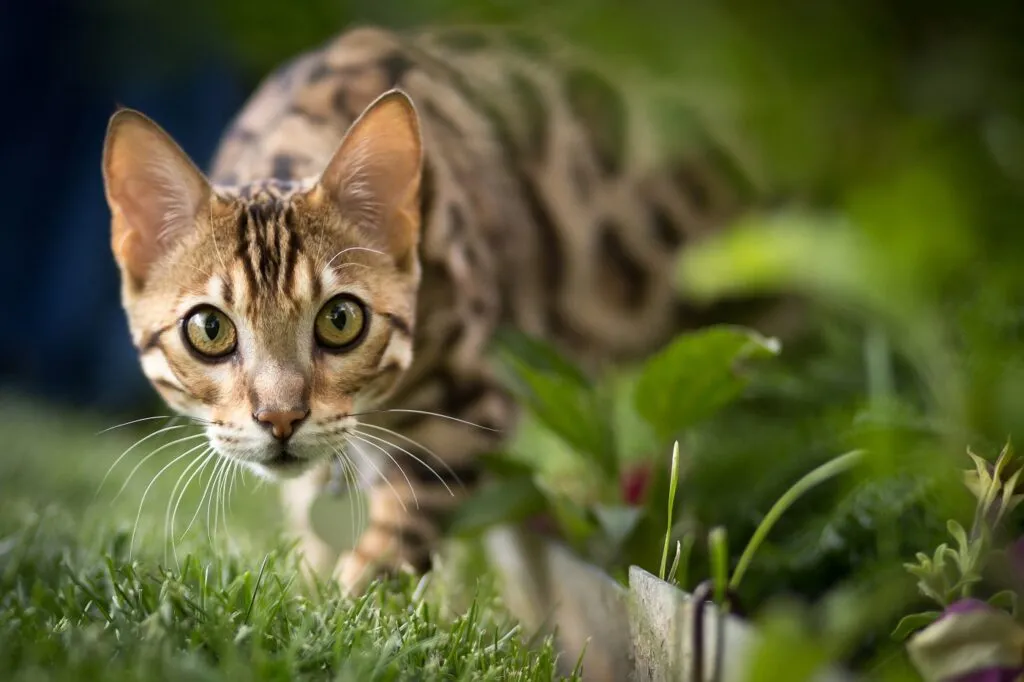 reprodução seletiva em gatos_6 gato bengal em jardim