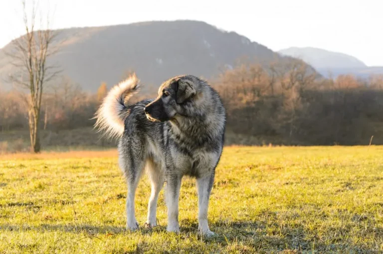 Šarplaninac_1 um cão šarplaninac no campo