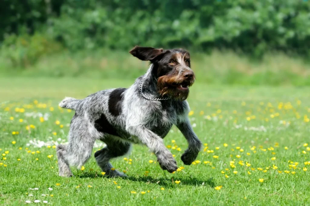 braco alemão de pelo duro_3 cão braco alemão de pelo duro a correr em prado florido