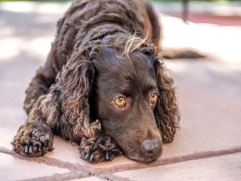 cão de água americano deitado