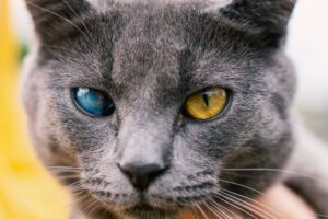 Cataratas nos gatos: identificar e tratar os sintomas das cataratas