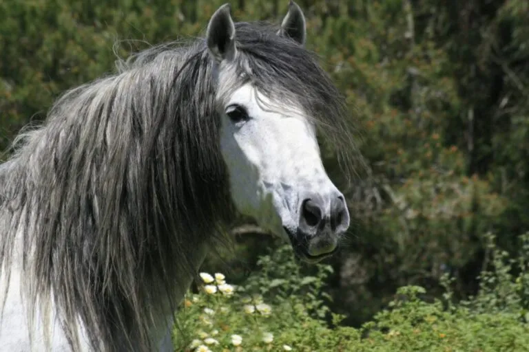 cavalo andaluz_1 cavalo andaluz branco