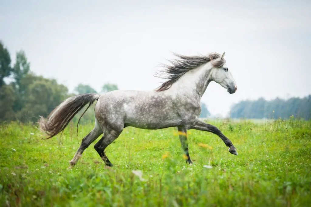 cavalo andaluz_2